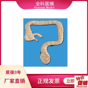 乙状结肠镜检查模型大肠肠道D病理检查模型教学示教模具