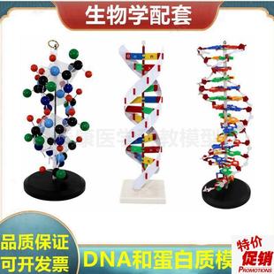 蛋白质结构模型蛋白质合成t演示DNA复制双螺旋结构生物课实验用具