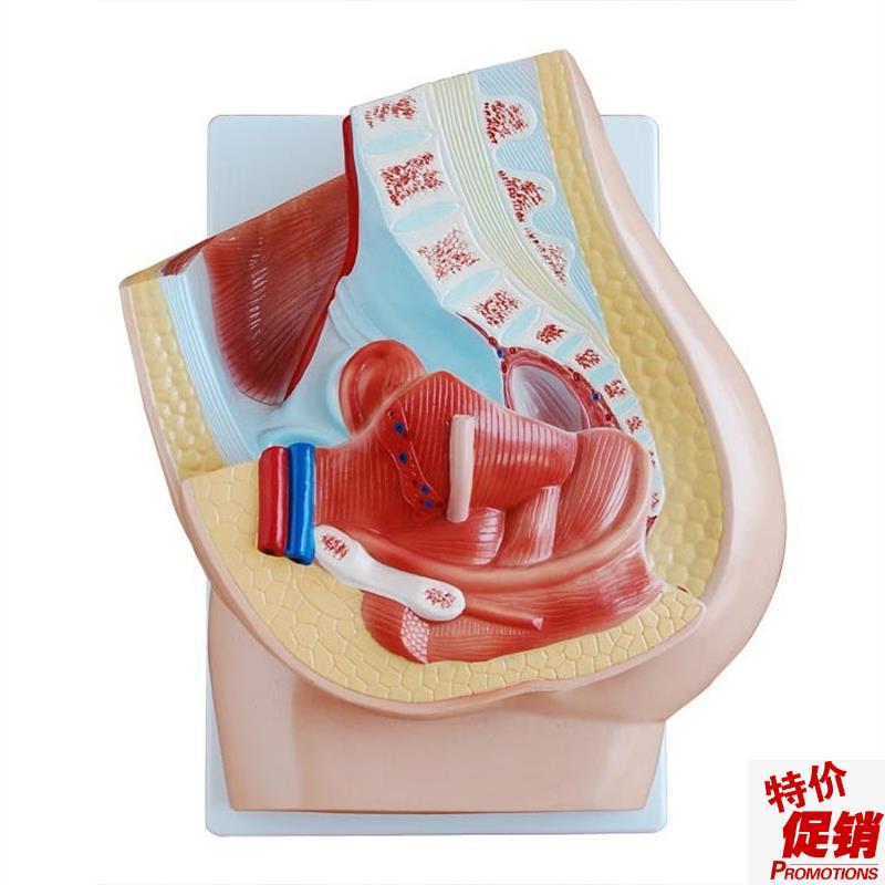 女性盆腔正中矢状解剖(2件),z解剖模型,正中矢状解剖盆腔结构模具