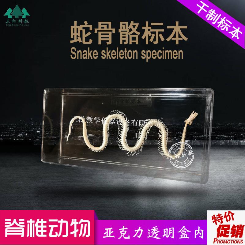蛇骨骼标本蛇骨架拼接模型爬行A动物教学科研展览中小学幼教配套