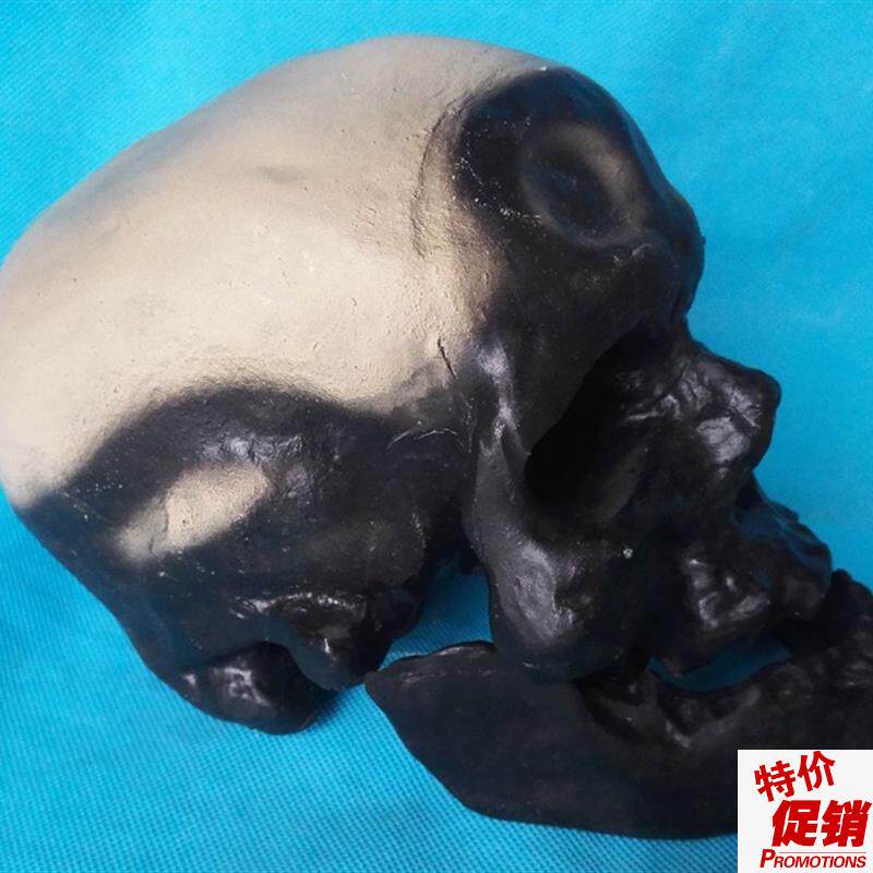 克罗门安人头骨模m型骷髅头骨骼骨架头颅仿真人模型教学模型