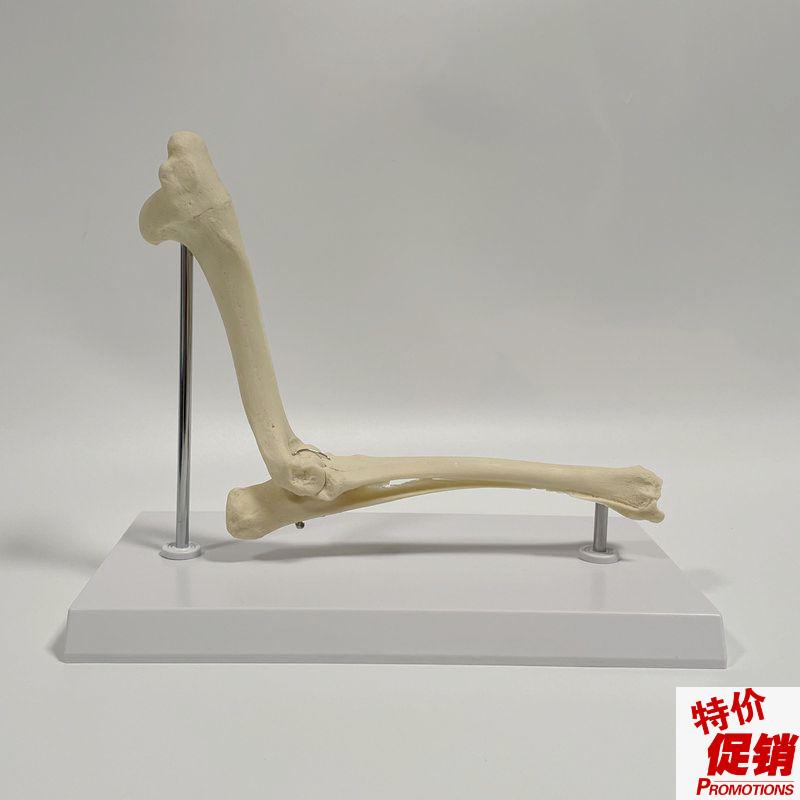 狗骨骼模型肘e关节肱骨尺桡骨腿骨肩胛骨肩关节兽医药促销仿真标