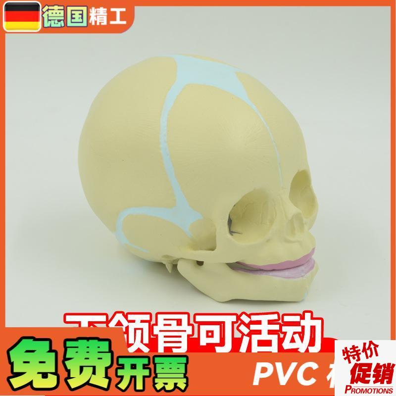 德国】婴儿头骨模型宝宝头颅骨教具演示下颌骨人体W骨骼解剖教学