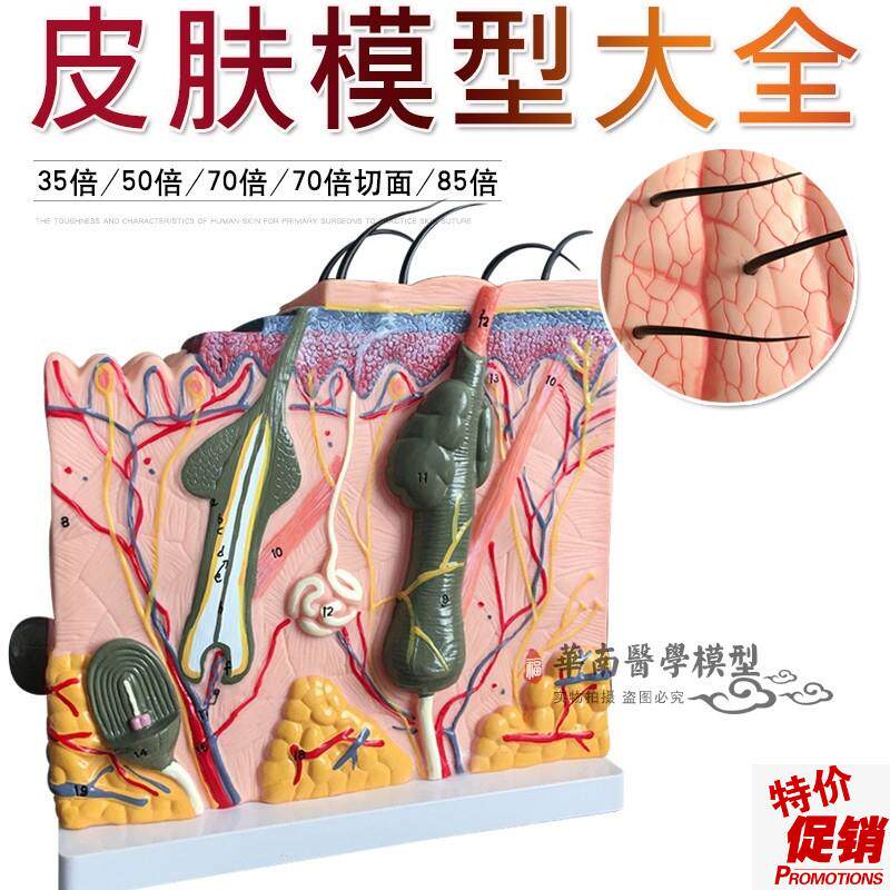皮肤模型皮f肤结构放大模型层次构造解剖微整形教学美容医学