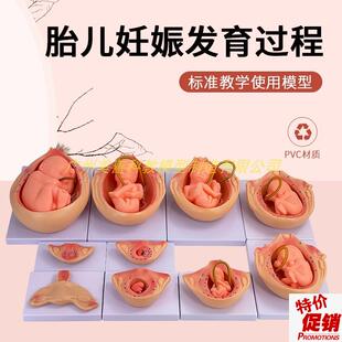 自然大妊娠胚胎发育过程t模型人体胚胎发育怀孕十月胎儿10件套