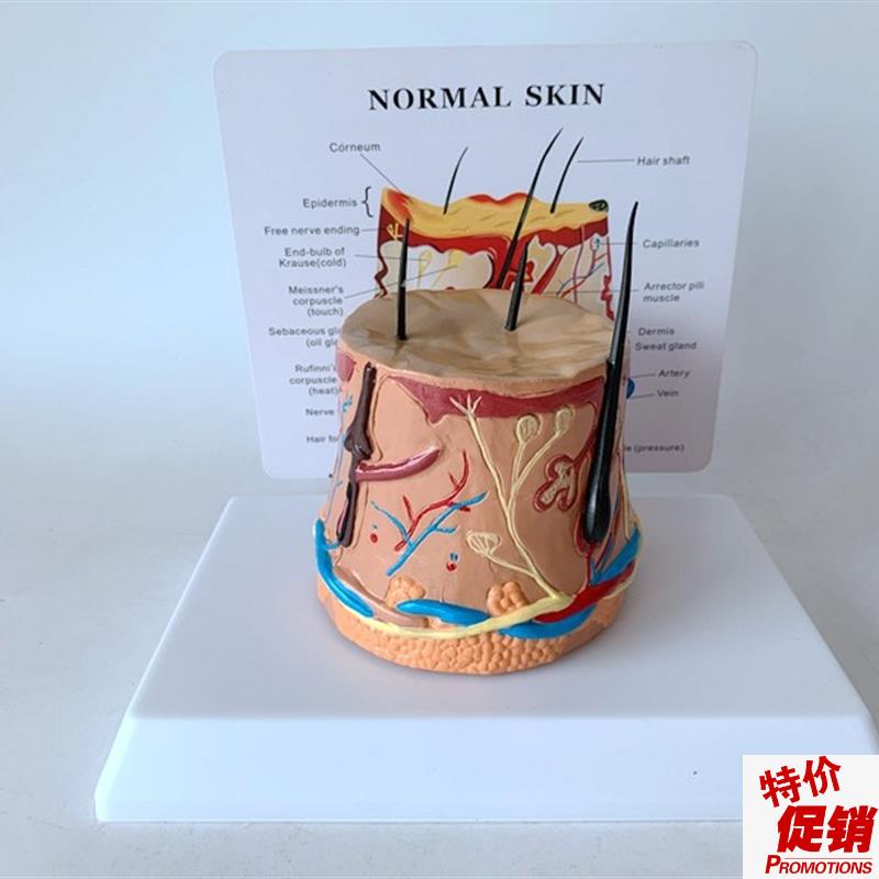 毛发成长过程毛囊放大t头发皮肤放大皮肤解剖人体解剖模型