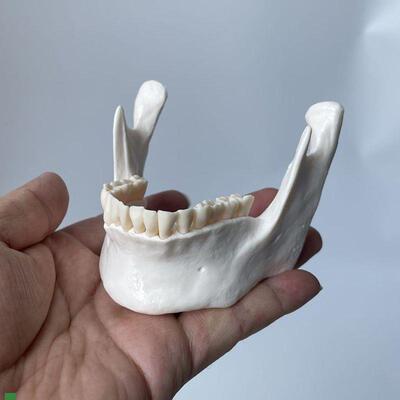 下颌骨模型PVC材质仿真1:1下巴牙科医I生考试医用教学展示标本口