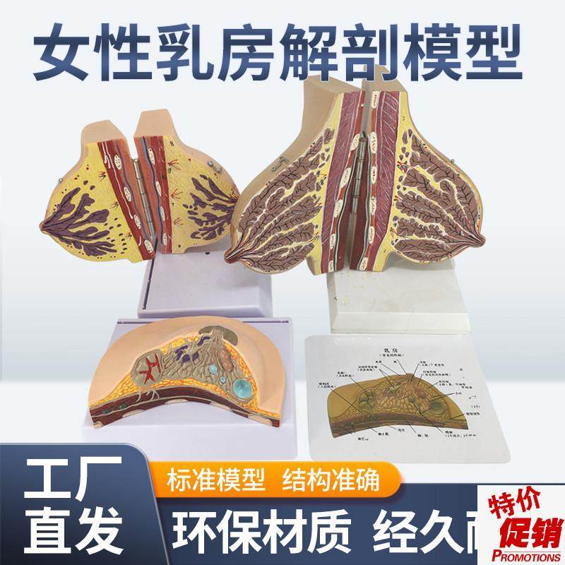 乳房模型胸c部解剖乳房结构造乳腺病变模型哺乳期催乳师教具通用,玩具/童车/益智/积木/模型,其他模型玩具,淘宝优惠券,粉丝福利购,淘宝优惠卷