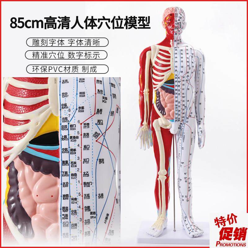 85cm高清中医针灸穴位模型图y教学全身家用十二经络人体解剖大铜,玩具/童车/益智/积木/模型,其他模型玩具,淘宝优惠券,粉丝福利购,淘宝优惠卷
