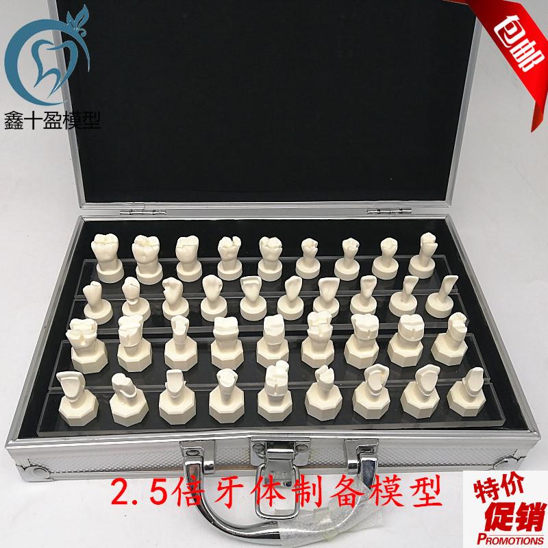 牙科口腔模型牙体制备模型2.5倍牙冠预M备烤瓷备牙基牙教学演示