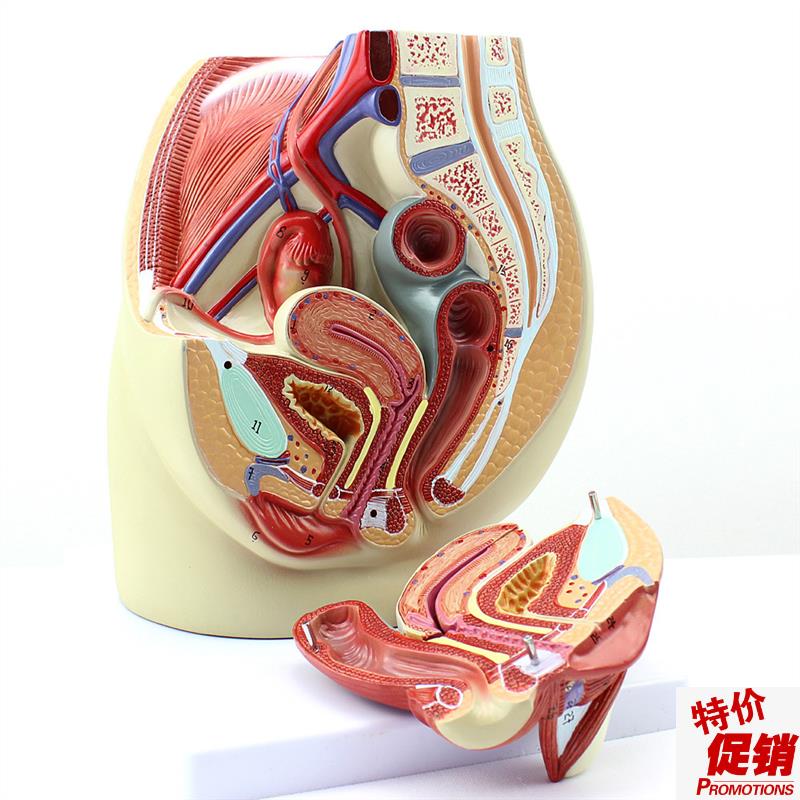 ENOVO颐诺女性盆腔r解剖模型人体生殖泌尿系统子宫妇科医学模型骨