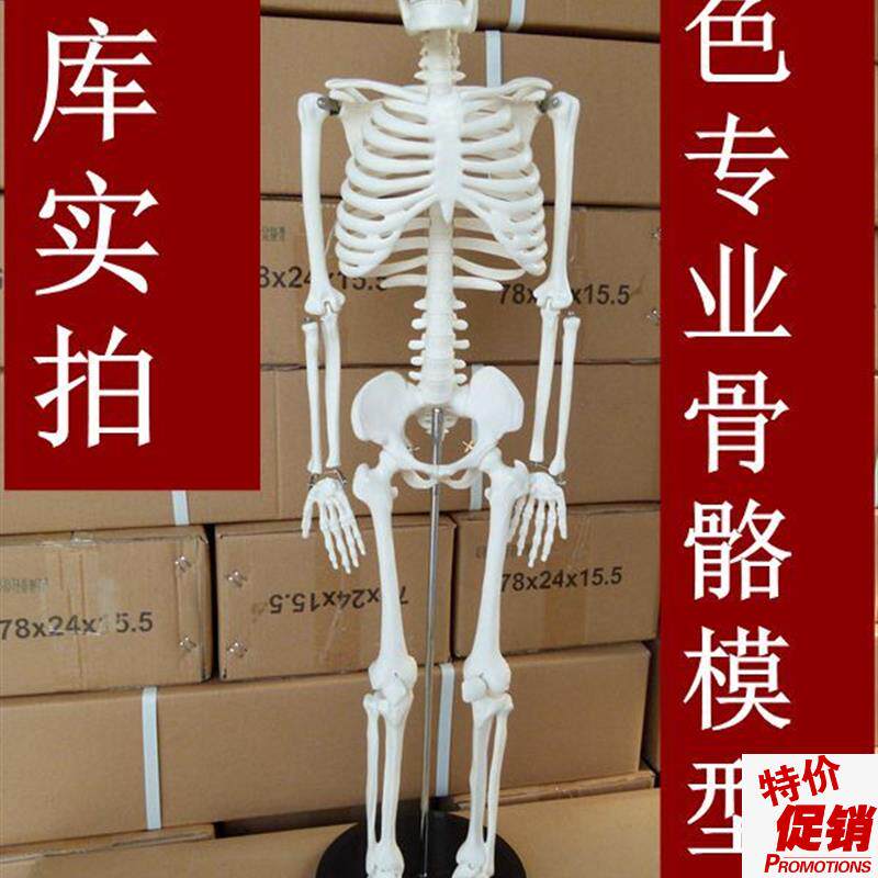 人体骨架模型85lCM医用人体骨骼模型人体脊柱脊椎模型医用美术