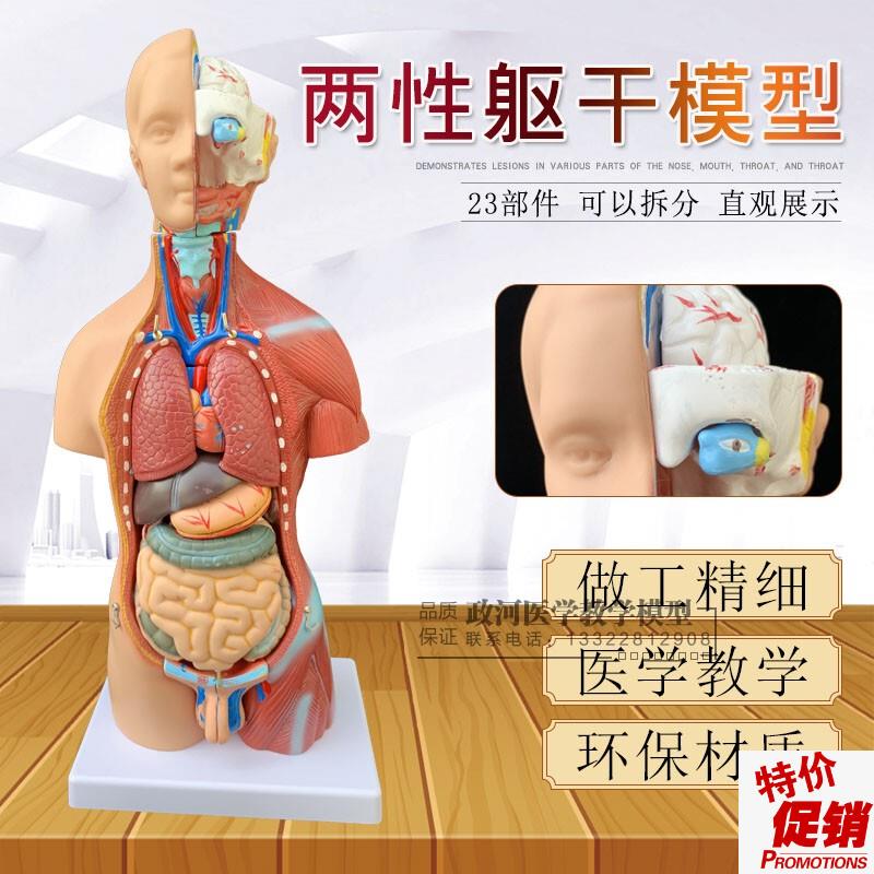 人体解剖模型器i官可拆卸医学教学人体器官模型躯干系统结构图解