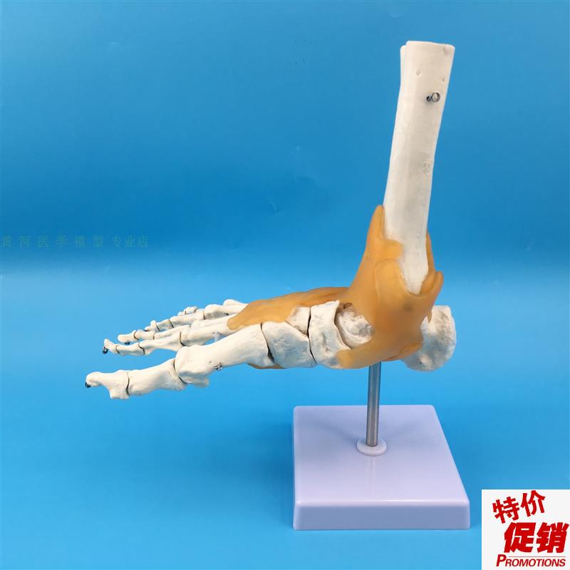 脚骨模型脚踝h关节脚部骨骼结构造足部足骨腓骨趾骨科教学医学模