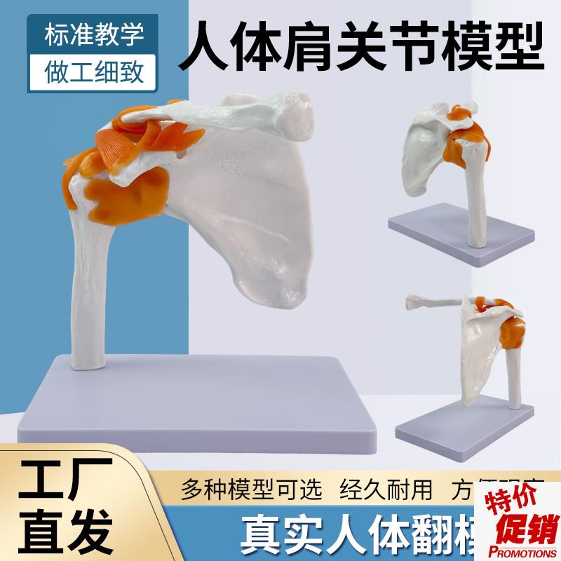 教学仿真人体肩关节n模型肩胛骨骼肩周附韧带锁骨人体结构骨科教