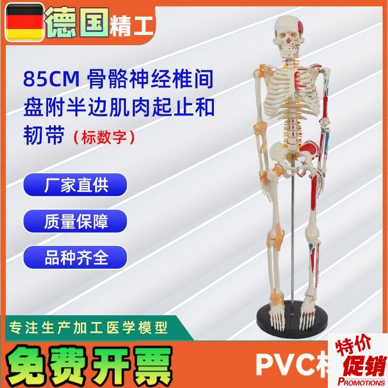 85CM骨骼神经椎间盘附半边肌肉起D止标数字和韧带人体骨骼模型教