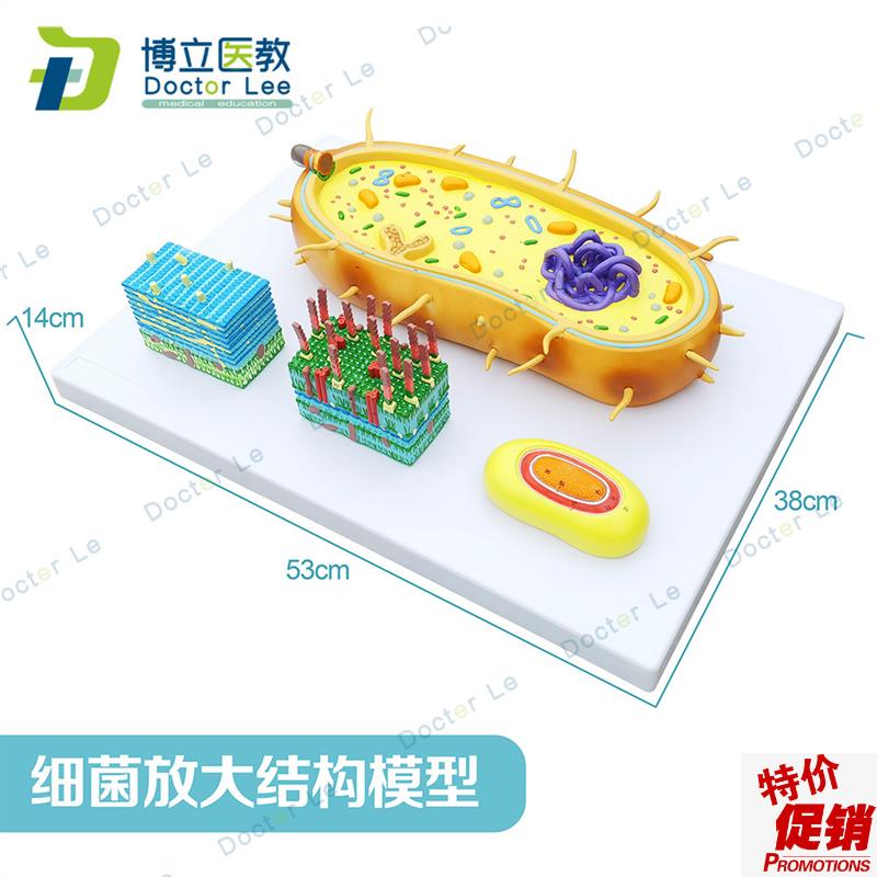 细菌放大模型三分病毒显微结构细胞标本染K色体DNA生物医学模型