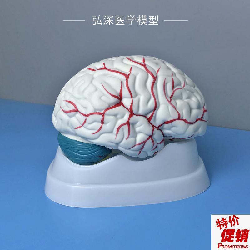 人体大脑解d剖模型头脑子大小脑干器官结构可拆开脑部医学教学玩