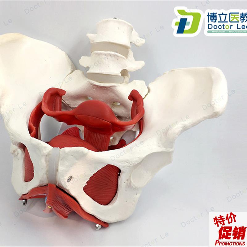 女性盆底肌d模型子宫模型女性分娩骨盆模型教学助产医用骨盆模型
