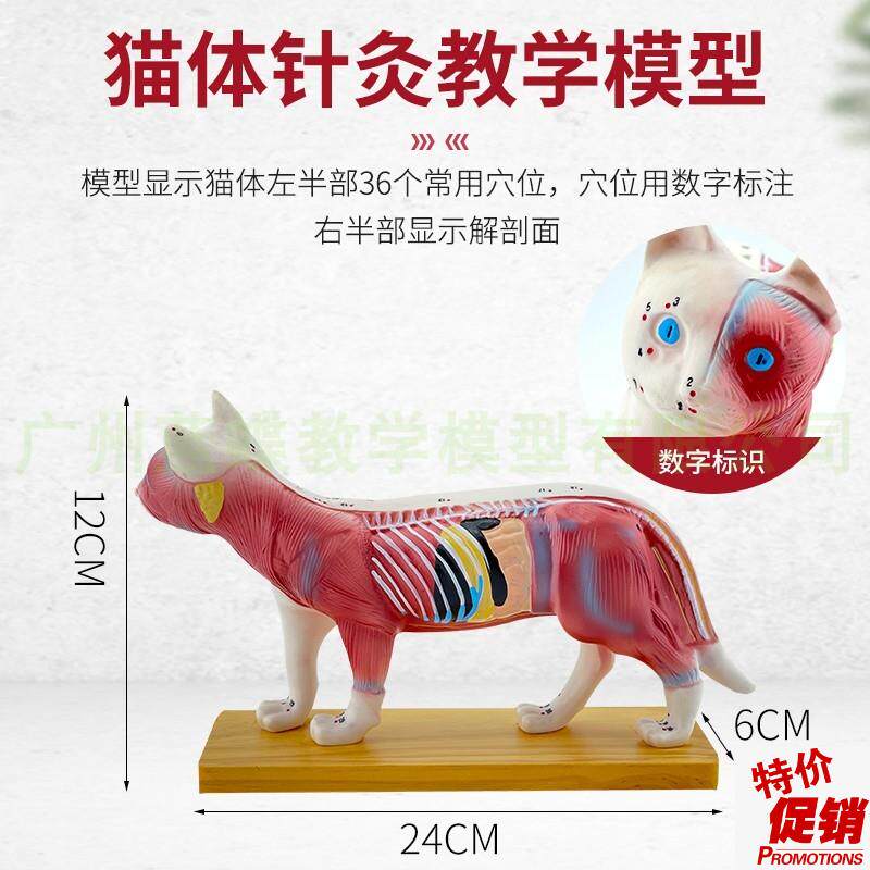 猫体针灸模e型兽医学习动物解剖模型宠物模型动物针灸模型