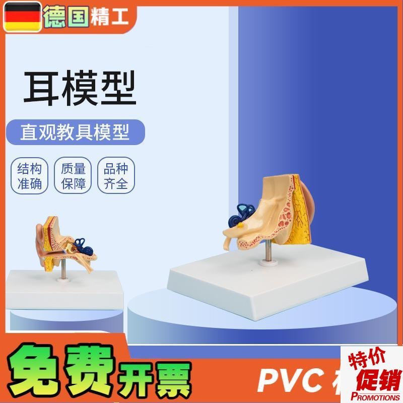 德国】PNT-06701耳模w型1部件仿真人耳耳朵模型人体耳朵解剖模