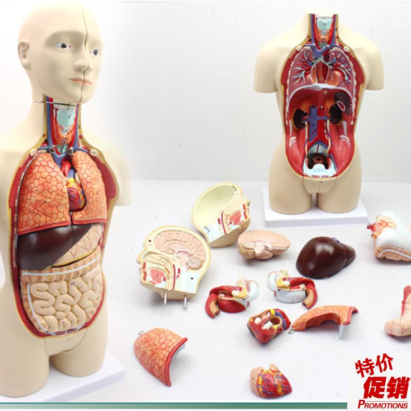 颐诺正品中型医用人体器官解剖C模型男女双性版人体内脏结构