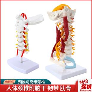 人体颈椎带颈动脉后枕骨椎间盘韧带与K神经教学模型骨骼架模型