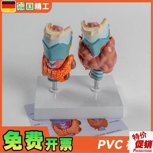 德国】人体病理甲状腺模型甲亢甲低D内分泌系统医学解剖甲状腺喉