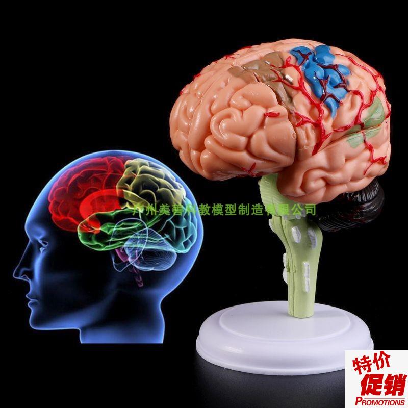 人体大脑c结构模型可拆装4d人体器官解剖教学模型小脑摆件演示学