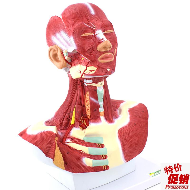 ENOVO颐诺人体头面部肌肉解剖头颈胸模型艺用面S部肌肉美术微整头