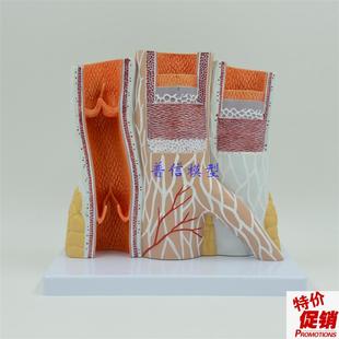 动静脉模型血管模型动脉静脉模型L教医用血管解剖模型