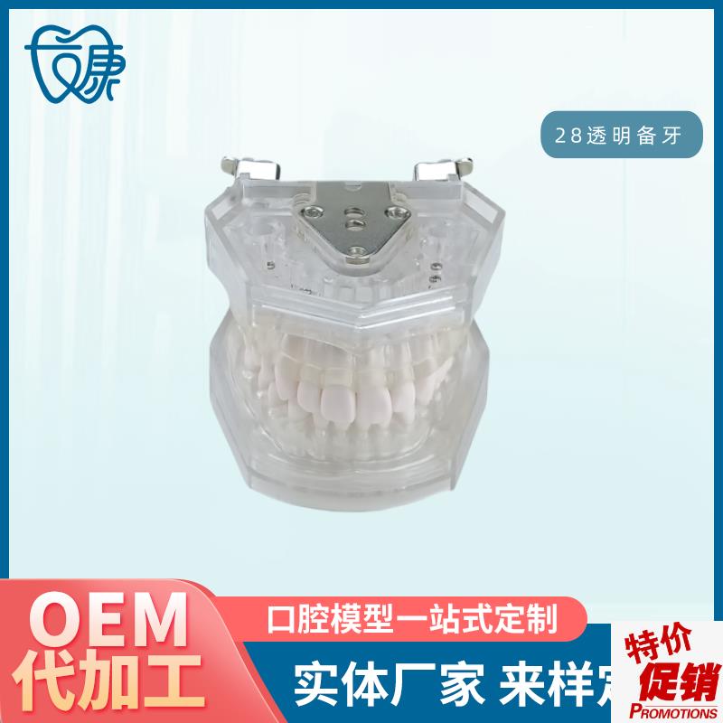 口腔教学c牙齿模型牙科可拆卸28备牙模型练习软牙龈28颗树脂牙
