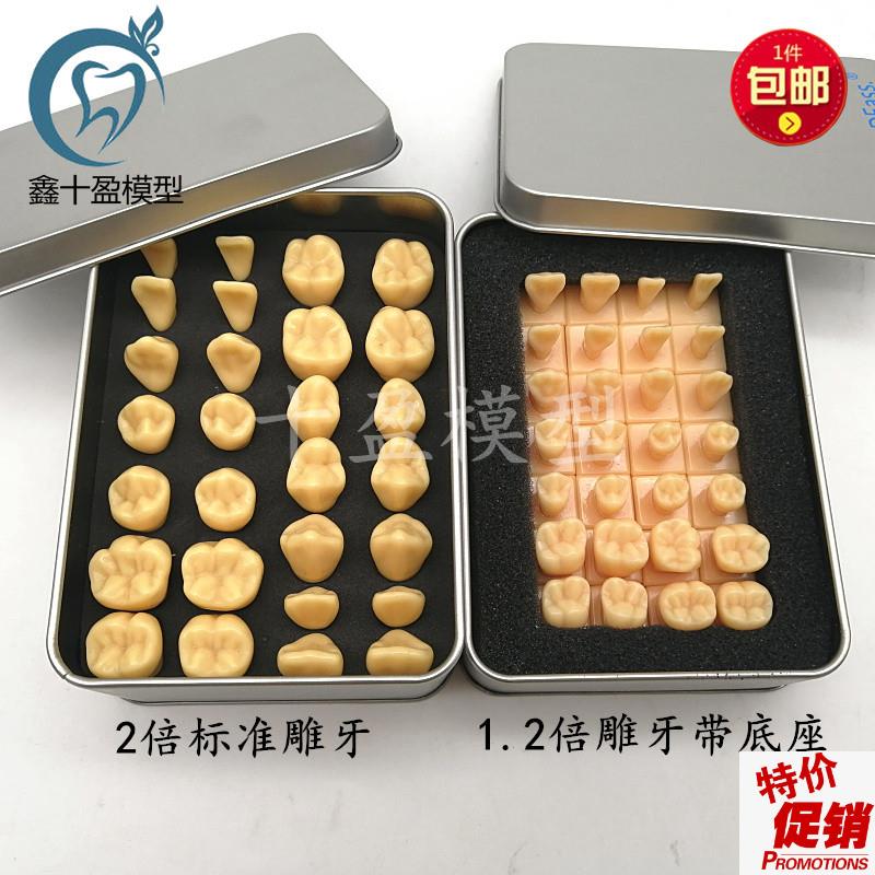 牙科口腔教学28颗牙齿标准模型1.2/G2倍恒牙带底座学生雕刻牙参照