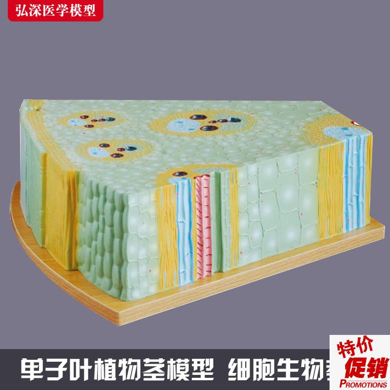 单子叶植物细胞模型玉米茎组v织纵横切面解剖放大初中生物教学教