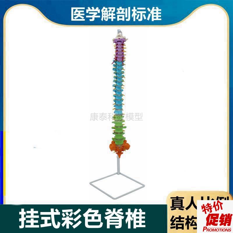 彩色脊椎模型1h比1真人比例脊髓神经正骨指压盲人瑜伽培训用康复
