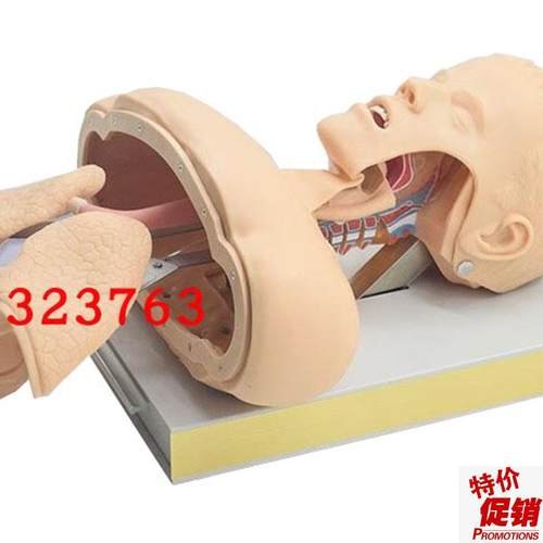 高级气管a插管训练模型(带报警)J50成人气管插管示教模型