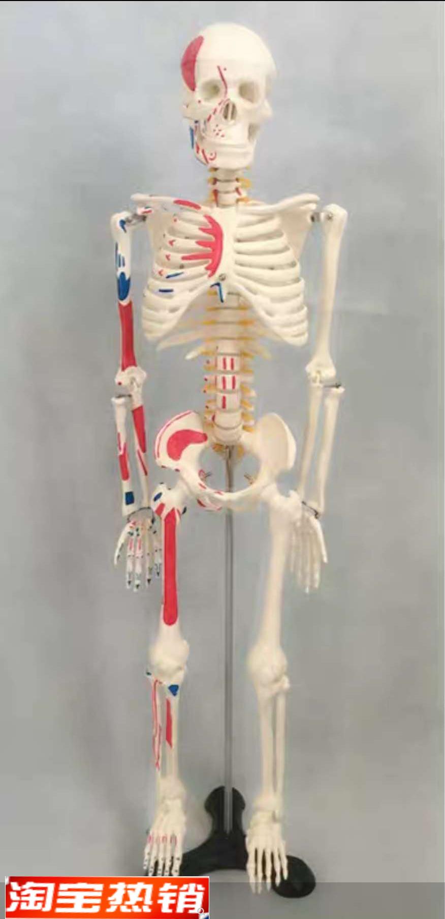 仿真模型体骨f骼附肌肉起止点着色模型85cm,170cm骨架标本假颅骨