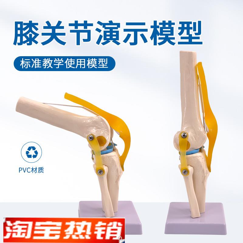 教学仿真人体膝关节模型附韧带A骨骼医学功能展示肩颈脊椎骨架骨