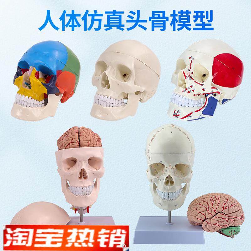 11医学仿真人体头骨模型v成人头颅骨解剖数字编码标识骷髅标本