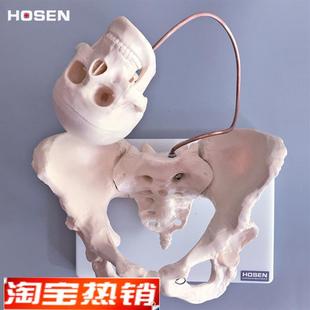 女性骨盆b模型附胎儿头骨骼妇产科助产分娩耻骨骶骨立体教学模具