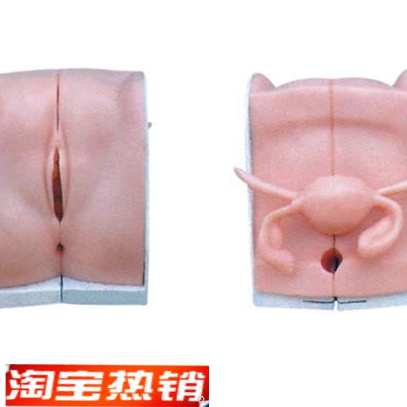 高级女性c避孕器指导模型计划生育示教模具女性内生殖器模型