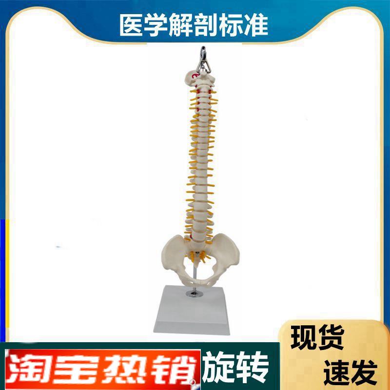 人体脊椎模型前后弯侧弯正u骨旋转中医针灸练习康复功能瑜伽培训