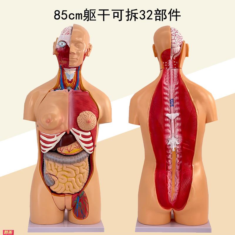 85cm人体躯干解剖模型32部件器官可拆卸医学教学心脏内脏模型