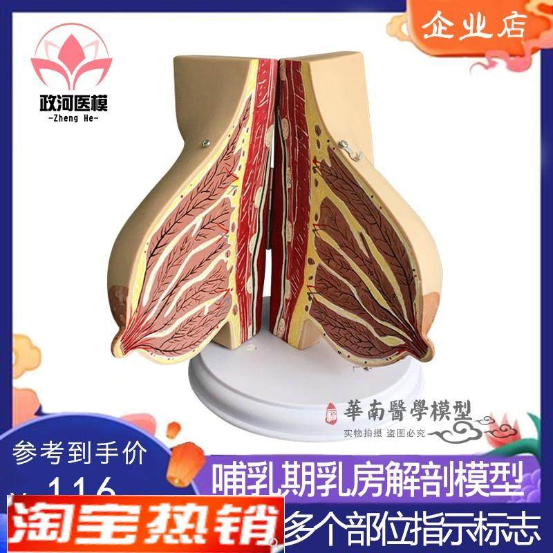 催乳师乳房结构j解剖模型环保PVC假乳房教学模型月嫂培训教具