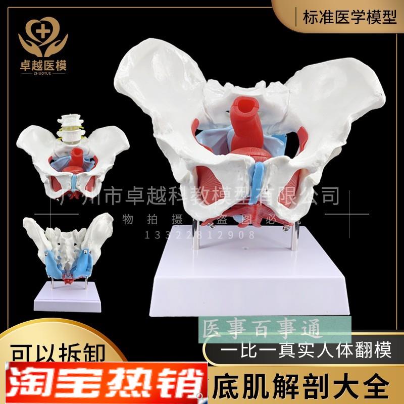 女性骨盆模型及盆底肌模型子宫模型盆骨M分娩助产教学人体模型