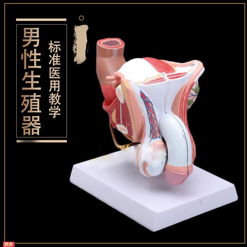 生殖器睾丸膀胱自然大1:1男性男性生殖器层次解剖模型医用