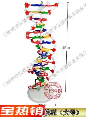 DNA结构模型/大号J33306双螺旋6F0公分高中碱基对遗传基因生物教