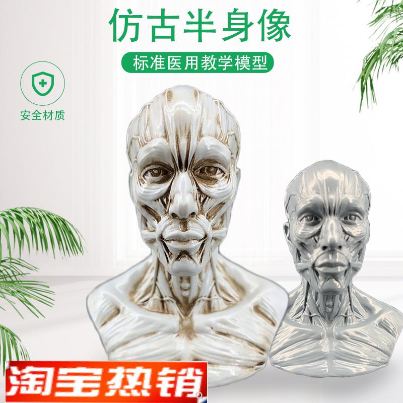 艺用人体肌肉头i雕素体静物绘画参考头骨模型美术半身像摆件造景