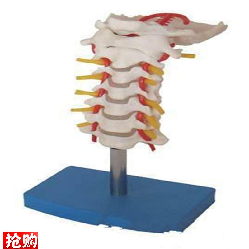 颈椎带颈动脉、后枕骨、椎z间盘与神经教学模型,颈椎模型