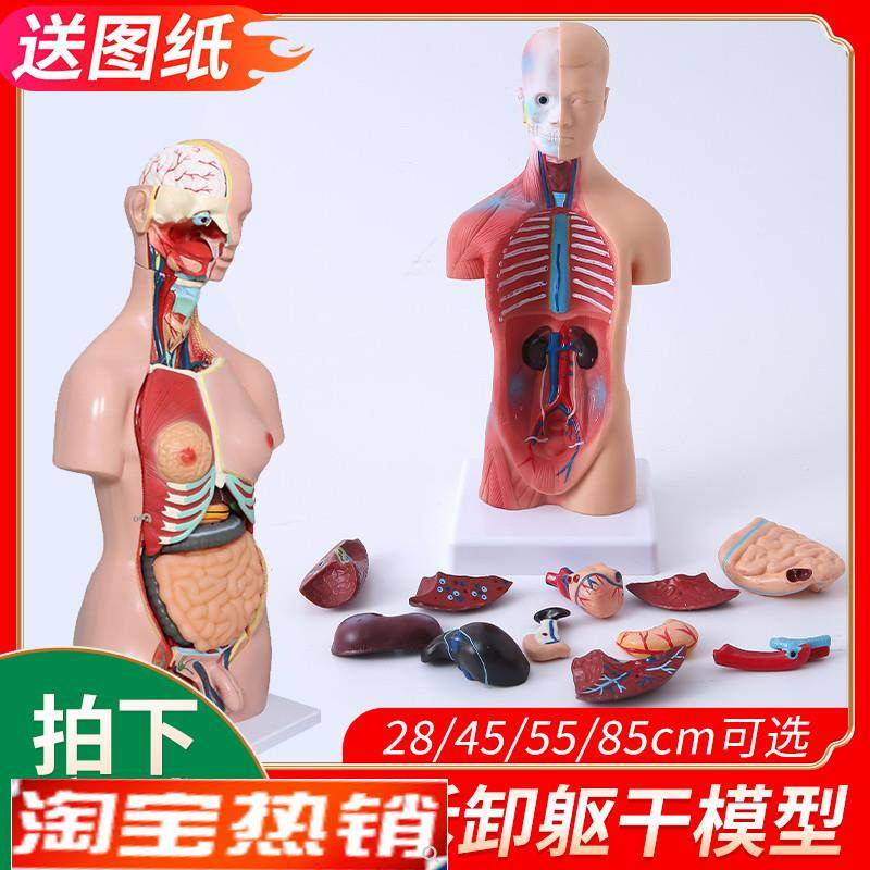 人体模型解剖心脏骨骼大脑全身结构医学V器官儿童躯干玩具内脏拼